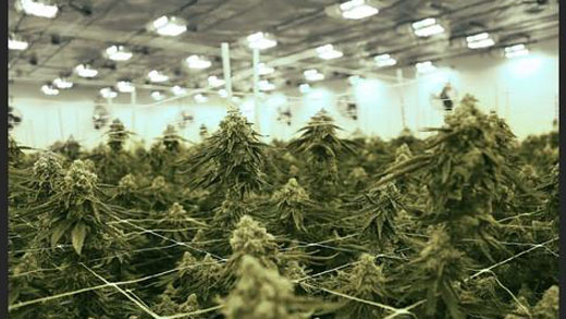 Cannabis LED Grow Light