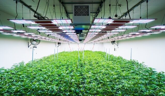 Cannabis LED Grow Light