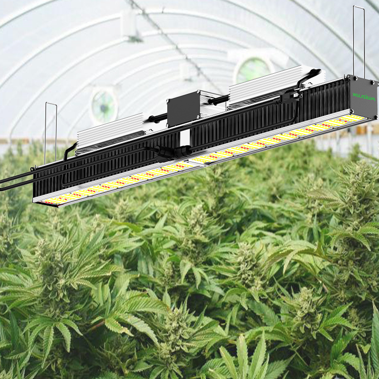Cannabis grow Lights