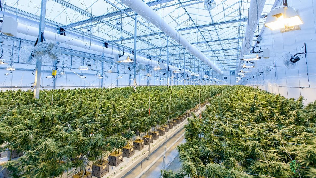 Cannabis grow Lights