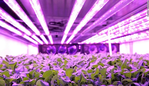 LED plant light
