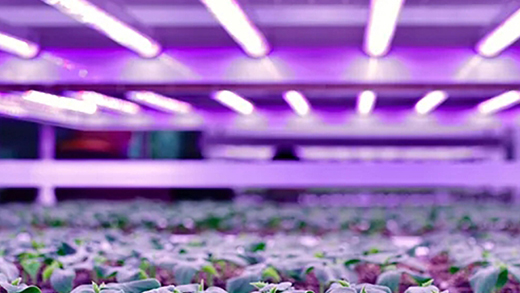 T8 grow lights for seeding & Indoor farms