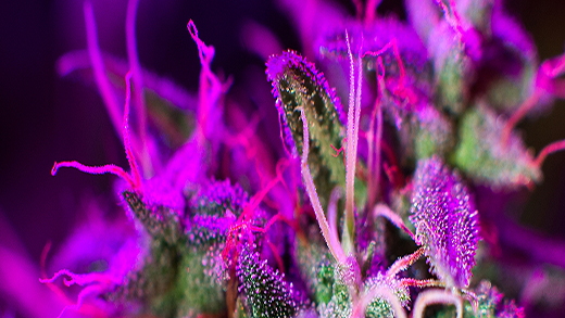 UV light for plants