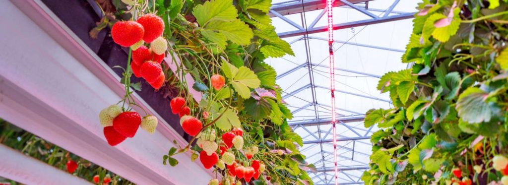 Strawberry Indoor Grow

